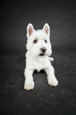 izole siyah arka plan üzerine beyaz westhighland westie terrier