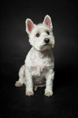 izole siyah arka plan üzerine beyaz westhighland westie terrier