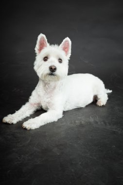 izole siyah arka plan üzerine beyaz westhighland westie terrier