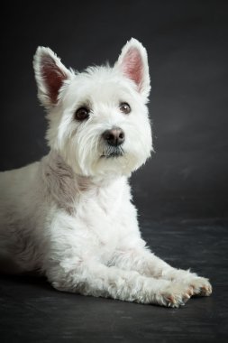 izole siyah arka plan üzerine beyaz westhighland westie terrier