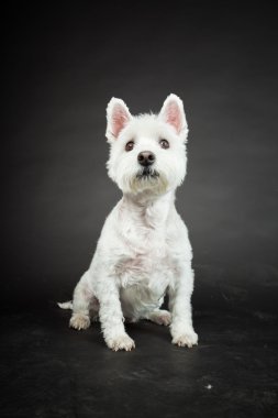 izole siyah arka plan üzerine beyaz westhighland westie terrier