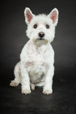 izole siyah arka plan üzerine beyaz westhighland westie terrier