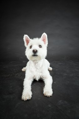 izole siyah arka plan üzerine beyaz westhighland westie terrier