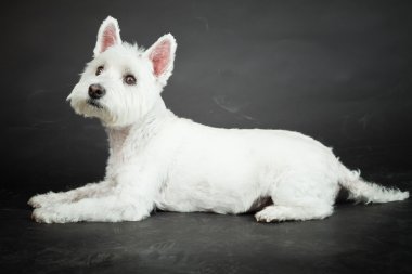 izole siyah arka plan üzerine beyaz westhighland westie terrier