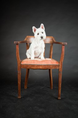 siyah arka plan üzerine izole sandalye üzerinde beyaz westhighland westie terrier