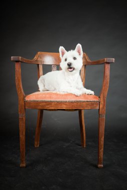 siyah arka plan üzerine izole sandalye üzerinde beyaz westhighland westie terrier