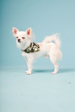 Stüdyo portre sevimli beyaz chihuahua köpek açık mavi renkli izole ordu ceketli