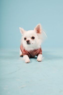Stüdyo portre sevimli beyaz chihuahua köpek yavrusu kırmızı ceket açık mavi renkli izole