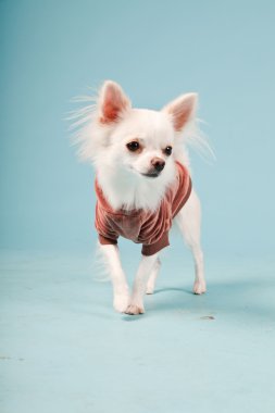 Stüdyo portre sevimli beyaz chihuahua köpek yavrusu kırmızı ceket açık mavi renkli izole