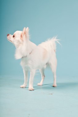 Stüdyo portre sevimli beyaz chihuahua köpek açık mavi renkli izole.