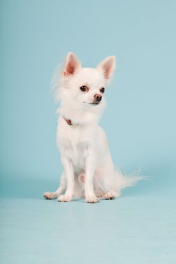 Stüdyo portre sevimli beyaz chihuahua köpek açık mavi renkli izole.