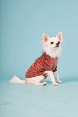 Stüdyo portre sevimli beyaz chihuahua köpek yavrusu kırmızı ceket açık mavi renkli izole