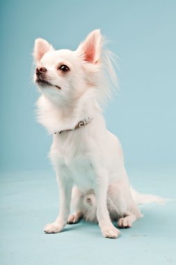 Stüdyo portre sevimli beyaz chihuahua köpek açık mavi renkli izole.