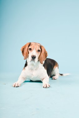 Stüdyo portre açık mavi renkli izole Beagle