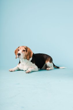 Stüdyo portre açık mavi renkli izole Beagle