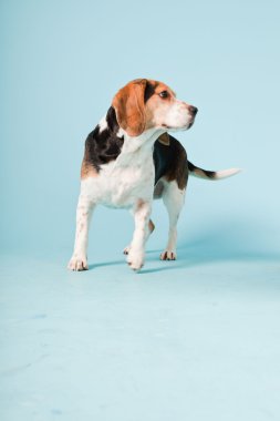 Stüdyo portre açık mavi renkli izole Beagle