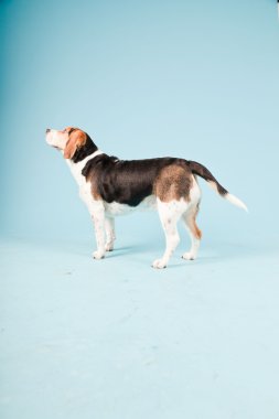 Stüdyo portre açık mavi renkli izole Beagle