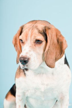 Stüdyo portre açık mavi renkli izole Beagle