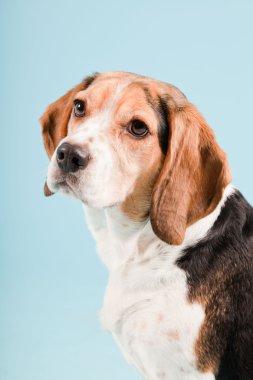 Stüdyo portre açık mavi renkli izole Beagle
