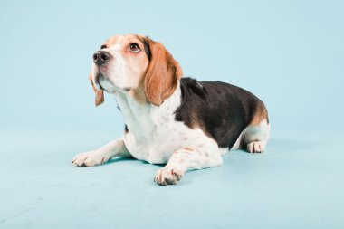 Stüdyo portre açık mavi renkli izole Beagle