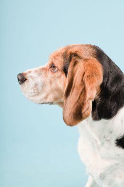 Stüdyo portre açık mavi renkli izole Beagle