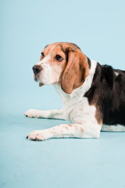 Stüdyo portre açık mavi renkli izole Beagle