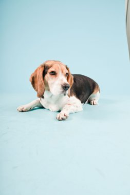 Stüdyo portre açık mavi renkli izole Beagle