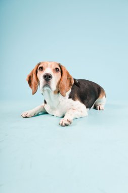 Stüdyo portre açık mavi renkli izole Beagle