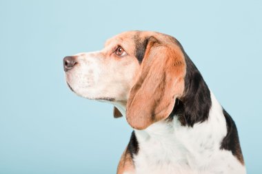 Stüdyo portre açık mavi renkli izole Beagle