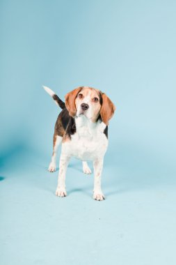 Stüdyo portre açık mavi renkli izole Beagle