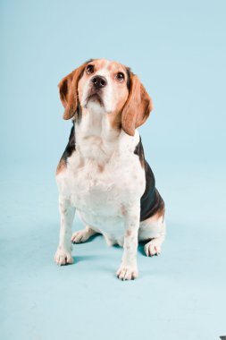 Stüdyo portre açık mavi renkli izole Beagle