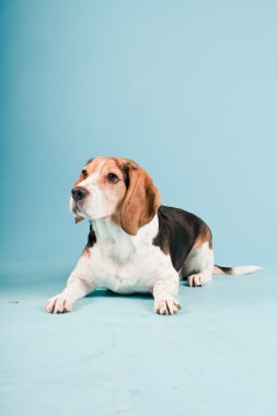 Stüdyo portre açık mavi renkli izole Beagle