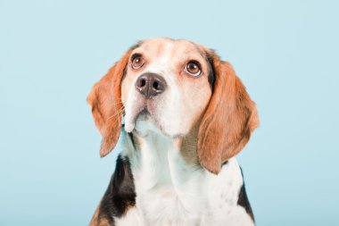 Stüdyo portre açık mavi renkli izole Beagle