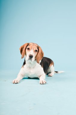 Stüdyo portre açık mavi renkli izole Beagle