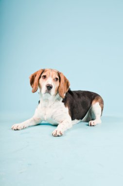 Stüdyo portre açık mavi renkli izole Beagle