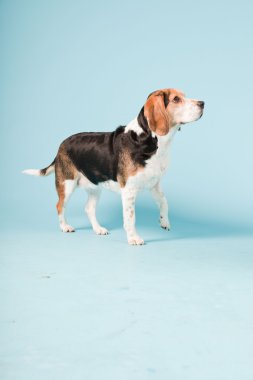 Stüdyo portre açık mavi renkli izole Beagle