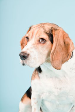 Stüdyo portre açık mavi renkli izole Beagle