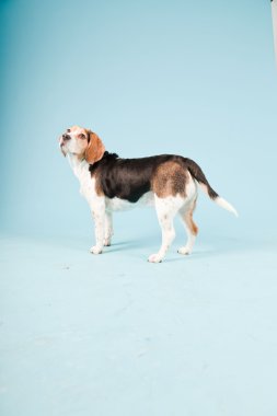 Stüdyo portre açık mavi renkli izole Beagle