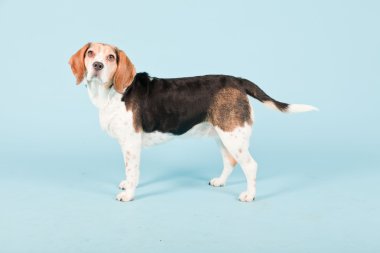 Stüdyo portre açık mavi renkli izole Beagle