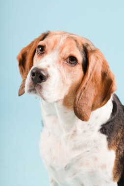 Stüdyo portre açık mavi renkli izole Beagle