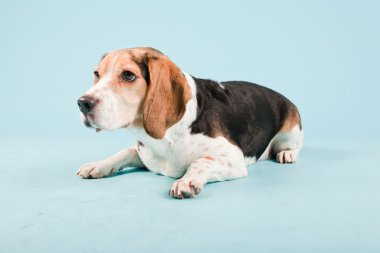 Stüdyo portre açık mavi renkli izole Beagle