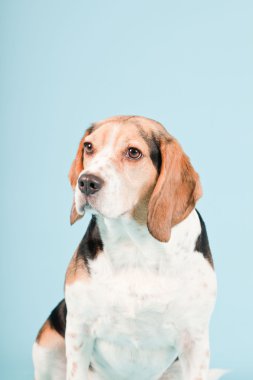 Stüdyo portre açık mavi renkli izole Beagle