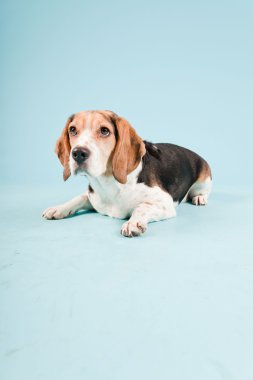 Stüdyo portre açık mavi renkli izole Beagle