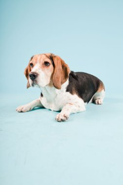 Stüdyo portre açık mavi renkli izole Beagle