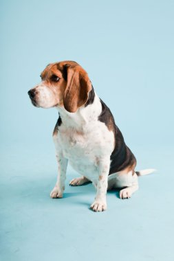 Stüdyo portre açık mavi renkli izole Beagle