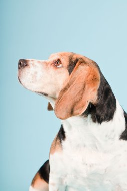 Stüdyo portre açık mavi renkli izole Beagle