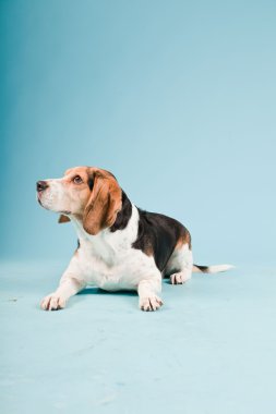 Stüdyo portre açık mavi renkli izole Beagle