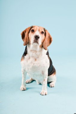 Stüdyo portre açık mavi renkli izole Beagle