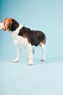 Stüdyo portre açık mavi renkli izole Beagle