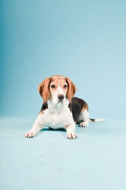 Stüdyo portre açık mavi renkli izole Beagle